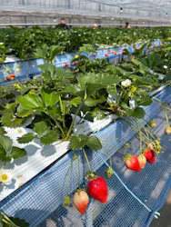 フルーツランド　モギトーレに投稿された画像（2026/3/30）