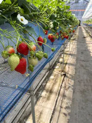 フルーツランド　モギトーレに投稿された画像（2026/3/30）