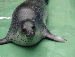 ゼロ距離水族館 伊勢シーパラダイスに投稿された画像（2026/3/30）