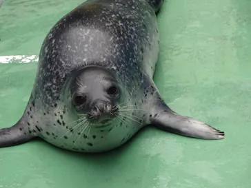 ゼロ距離水族館 伊勢シーパラダイスに投稿された画像（2026/3/30）