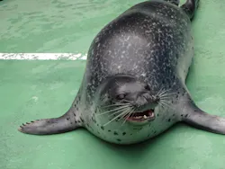 ゼロ距離水族館 伊勢シーパラダイスに投稿された画像（2026/3/30）