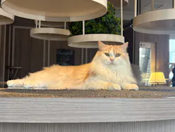 猫カフェモカ　渋谷センター街店に投稿された画像（2026/3/30）