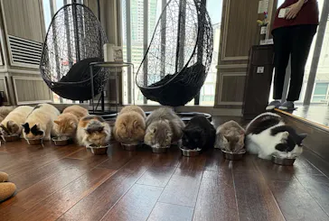 猫カフェモカ　渋谷センター街店に投稿された画像（2026/3/30）