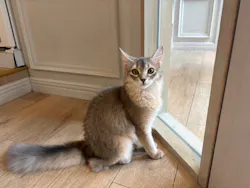 猫カフェモカ　渋谷センター街店に投稿された画像（2026/3/30）