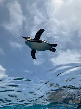 サンシャイン水族館に投稿された画像（2026/3/30）