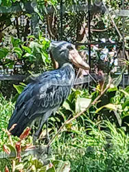 恩賜上野動物園に投稿された画像（2026/3/30）
