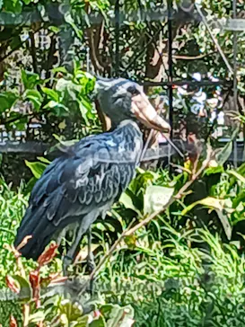 恩賜上野動物園に投稿された画像（2026/3/30）