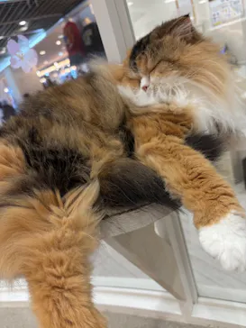 猫カフェモカ　町田ジョルナ店に投稿された画像（2026/3/30）