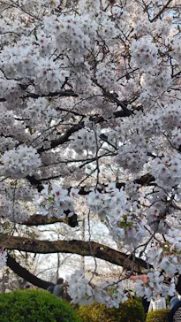 新宿御苑に投稿された画像（2026/3/30）