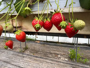果実の里 原田農園に投稿された画像（2026/3/30）