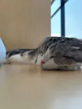 Cat Café MOFF グランベリーパーク店に投稿された画像（2026/3/30）