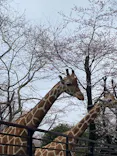 宇都宮動物園に投稿された画像（2026/3/30）