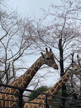 宇都宮動物園に投稿された画像（2026/3/30）
