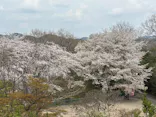 博物館 明治村に投稿された画像（2026/3/30）