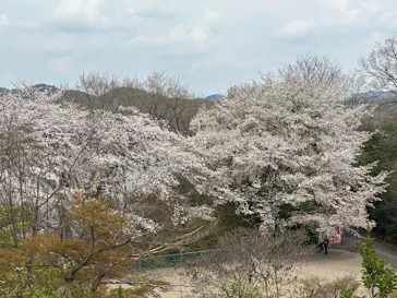 博物館 明治村に投稿された画像（2026/3/30）