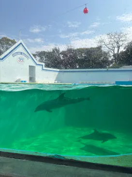 しながわ水族館に投稿された画像（2026/3/30）