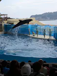 新江ノ島水族館に投稿された画像（2026/3/30）