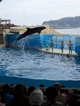 新江ノ島水族館に投稿された画像（2026/3/30）