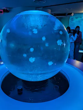 新江ノ島水族館に投稿された画像（2026/3/30）