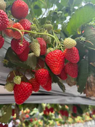 折原果樹園に投稿された画像（2026/3/30）