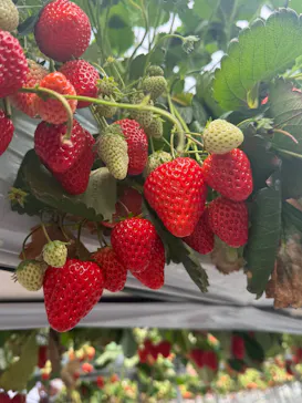 折原果樹園に投稿された画像（2026/3/30）