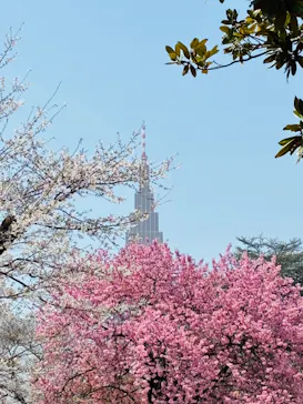 新宿御苑に投稿された画像（2026/3/30）