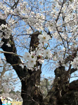 新宿御苑に投稿された画像（2026/3/30）