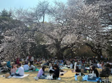 新宿御苑に投稿された画像（2026/3/30）