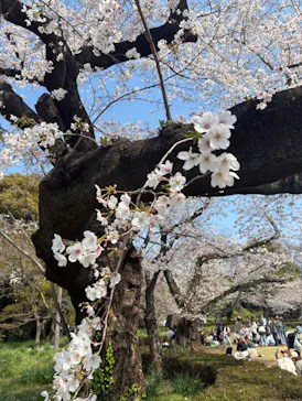 新宿御苑に投稿された画像（2026/3/30）