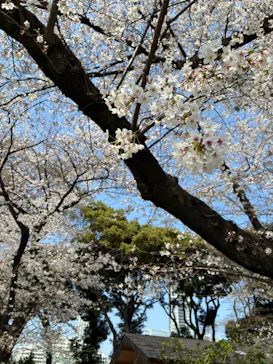 新宿御苑に投稿された画像（2026/3/30）