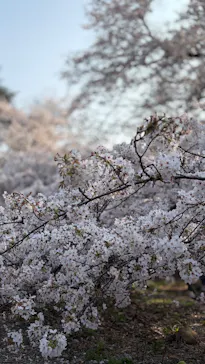 新宿御苑に投稿された画像（2026/3/30）