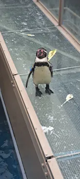 アクアワールド茨城県大洗水族館に投稿された画像（2026/3/30）