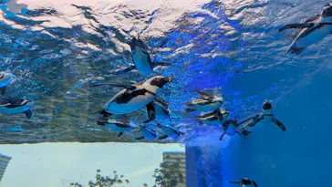 サンシャイン水族館に投稿された画像（2026/3/30）