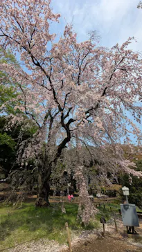 東京国立博物館に投稿された画像（2026/3/30）
