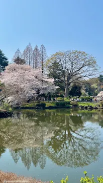新宿御苑に投稿された画像（2026/3/30）