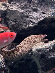 大分マリーンパレス水族館 「うみたまご」に投稿された画像（2026/3/30）