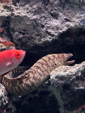 大分マリーンパレス水族館 「うみたまご」に投稿された画像（2026/3/30）