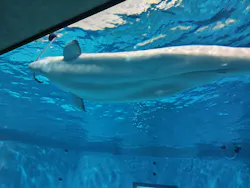 島根県立 しまね海洋館に投稿された画像（2026/3/30）