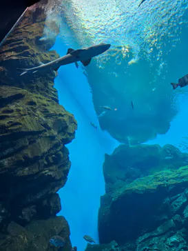仙台うみの杜水族館に投稿された画像（2026/3/30）