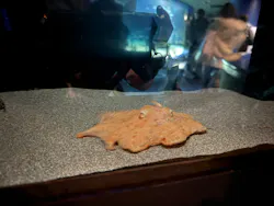 サンシャイン水族館に投稿された画像（2026/3/30）