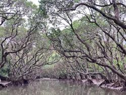 マングローブ茶屋に投稿された画像（2026/3/30）