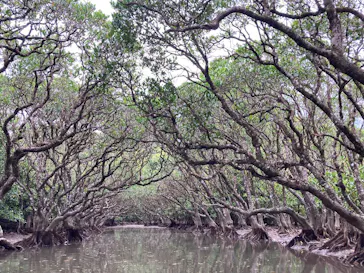 マングローブ茶屋に投稿された画像（2026/3/30）