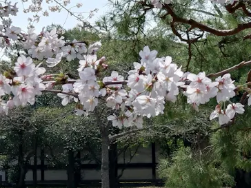 元離宮二条城に投稿された画像（2026/3/30）