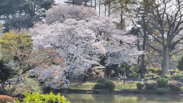 新宿御苑に投稿された画像（2026/3/30）