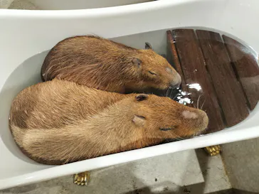 東京ドームシティ アトラクションズに投稿された画像（2026/3/30）