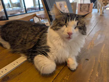 猫カフェモカ　池袋東口店に投稿された画像（2026/3/30）