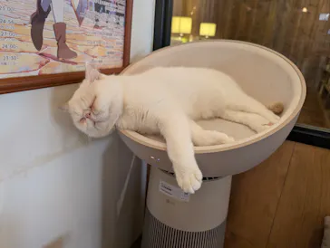 猫カフェモカ　池袋東口店に投稿された画像（2026/3/30）