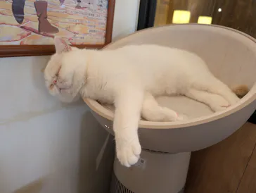 猫カフェモカ　池袋東口店に投稿された画像（2026/3/30）