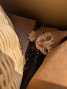 猫カフェモカ　池袋東口店に投稿された画像（2026/3/30）