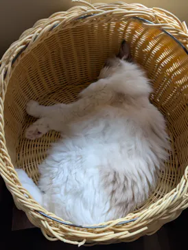 猫カフェモカ　池袋東口店に投稿された画像（2026/3/30）